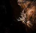 Tiger shrimp Tiger shrimp