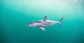 Mako shark Mako shark