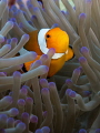 Clownfisch Clownfisch