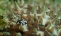 bumblebee shrimp on sea cucumber Nikon 50 macro Ike housing D90. bumblebee shrimp on sea cucumber Nikon 50 macro Ike housing D90.