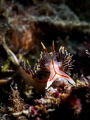 Emergence. Nudibranch Phidiana militaris. Chaloklum Thailand EM5 Oly 60mm 1/160 f16 iso100 Inon D2000 Emergence. Nudibranch Phidiana militaris. Chaloklum Thailand EM5 Oly 60mm 1/160 f16 iso100 Inon D2000