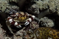 Lissocarcinus laevis
NIKON D7000 in a Seacam Prelude uw housing 105mm Macro NIKKOR
Settings f13 1/100 ISO 100 Lissocarcinus laevis
NIKON D7000 in a Seacam Prelude uw housing 105mm Macro NIKKOR
Settings f13 1/100 ISO 100