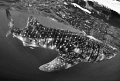 Whale shark Whale shark