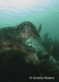Two seals playing together at the Farn Islands UK Two seals playing together at the Farn Islands UK
