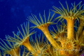 Polyps on blue Polyps on blue