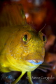 yellow blenny yellow blenny