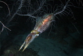 Reef Squid Reef Squid