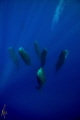 Sleeping giants. Pod of sleeping Sperm whale taken under permit. Sleeping giants. Pod of sleeping Sperm whale taken under permit.