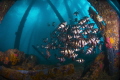 Under the jetty Under the jetty