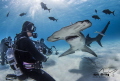 Staredown with a Great Hammerhead Staredown with a Great Hammerhead