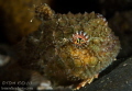 Spiny Pacific Lumpsucker
Puget Sound WA U.S.A. Spiny Pacific Lumpsucker
Puget Sound WA U.S.A.