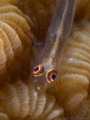 Goby on coral Goby on coral