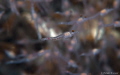Red Blood Shrimps 5 6 mm Red Blood Shrimps 5 6 mm