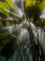 water lily leaves water lily leaves