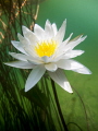 water lily water lily