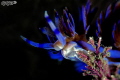 Dinner time A blue dragon feasting on its favorite prey Dinner time A blue dragon feasting on its favorite prey
