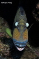 Large eyeballs and big teeth The Giant Triggerfish Balistoides viridescens
Red Sea Egypt Large eyeballs and big teeth The Giant Triggerfish Balistoides viridescens
Red Sea Egypt