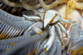 feather star squat lobster
NIKON D7000 in a Seacam Prelude uw housing 105mm Macro NIKKOR
Settings f13 1/100 ISO 100 feather star squat lobster
NIKON D7000 in a Seacam Prelude uw housing 105mm Macro NIKKOR
Settings f13 1/100 ISO 100