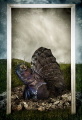 This Is My Home part of my Underwater Surrealism series. Sailfin Blennys are very territorial and when approached near their homes they come out and flare up their sailfin. This Is My Home part of my Underwater Surrealism series. Sailfin Blennys are very territorial and when approached near their homes they come out and flare up their sailfin.