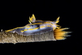 b Walking on spitfire /b
Polycera quadrilineata b Walking on spitfire /b
Polycera quadrilineata