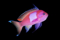 Square Spot Anthias
Square Spot Anthias