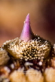 b Details of the thorns of Martasteria seastar /b b Details of the thorns of Martasteria seastar /b