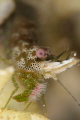 P I N K . E Y E B A L L
Saron neglectus marble shrimp
Anilao Philippines. May 2014 P I N K . E Y E B A L L
Saron neglectus marble shrimp
Anilao Philippines. May 2014