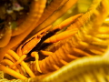 Yellow feather star squat lobster Yellow feather star squat lobster