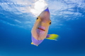 This transitional Queen Angel that is clearly a Nemo Wannabe kept trying to distract me from the sharks by kissing my dome port This transitional Queen Angel that is clearly a Nemo Wannabe kept trying to distract me from the sharks by kissing my dome port