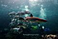 Whitetip shark n jackfish
Canon 350D with patima housing. Normal lens 18 55. S3.5 f1/160 iso 200. W/B cloudy.External flash.
Dive site barracuda point Sipadan Sabah. Whitetip shark n jackfish
Canon 350D with patima housing. Normal lens 18 55. S3.5 f1/160 iso 200. W/B cloudy.External flash.
Dive site barracuda point Sipadan Sabah.