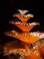 Christmas tree worm Christmas tree worm