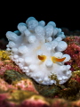 I pity the fool Mr. T. Wart Slug Phyllidia sp. Ang Thong Gulf of Thailand EM5 Oly 60mm 1/250 f18 iso100 Inon D2000 I pity the fool Mr. T. Wart Slug Phyllidia sp. Ang Thong Gulf of Thailand EM5 Oly 60mm 1/250 f18 iso100 Inon D2000