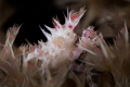 Soft Coral Crab Portrait Soft Coral Crab Portrait