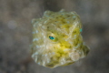 M U A C K
Baby cowfish Longhorn cowfish/Lactoria cornuta
Anilao Philippines. May 2014 M U A C K
Baby cowfish Longhorn cowfish/Lactoria cornuta
Anilao Philippines. May 2014