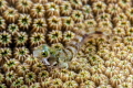 Secretary Blennie. Don t see them out swimmimg freely very often. Secretary Blennie. Don t see them out swimmimg freely very often.
