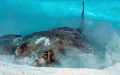 Captured this shot of a Southern Stingray as he was trying to hide from the camera. Olympus EPL 5 60mm dual oly strobes. Captured this shot of a Southern Stingray as he was trying to hide from the camera. Olympus EPL 5 60mm dual oly strobes.