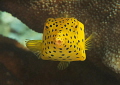 Yellow Boxfish Ostracion cubicus juvenile
Raja Ampat Yellow Boxfish Ostracion cubicus juvenile
Raja Ampat