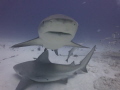 Close encounter Bull sharks of Playa del Carmen Mexico Close encounter Bull sharks of Playa del Carmen Mexico