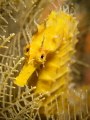 Yellow seahorse Yellow seahorse