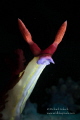 Nembrotha chamberlaini snoot lighting Anilao Phillippines Nembrotha chamberlaini snoot lighting Anilao Phillippines