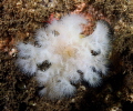 White Frilled Anemone...of the coast of New England White Frilled Anemone...of the coast of New England