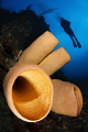 Diver Sponge Diver Sponge
