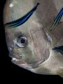 การอยู่ร่วมกันของสิ่งมีชีวืตสองชนิด Longfin Batfish Platax teira. Sail Rock Gulf of Thailand EM5 Oly 60mm 1/250 f5.6 iso100 Inon D2000 การอยู่ร่วมกันของสิ่งมีชีวืตสองชนิด Longfin Batfish Platax teira. Sail Rock Gulf of Thailand EM5 Oly 60mm 1/250 f5.6 iso100 Inon D2000
