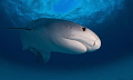 Tiger in Blue
A large female tiger shark off the coast of Grand Bahama Tiger in Blue
A large female tiger shark off the coast of Grand Bahama