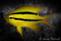 Juvenile gold black damsel Juvenile gold black damsel