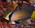 Spotted Dottyback Spotted Dottyback