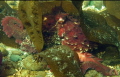 Transient concealment- A giant pacific octopus (Enteroctopus dofleini) moves across the bottom through loose fronds of kelp. Puget Sound, Washington