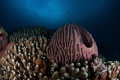 Barrel-sponge at Wakatobi Dive Resort
