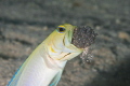 Yellowhead Jawfish aerating the eggs