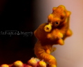 Pygmy Sea Horse.  Approx 8mm in length.  
Olympus OMD E-M1 with 60mm Macro + SMC +SMC Multiplier
